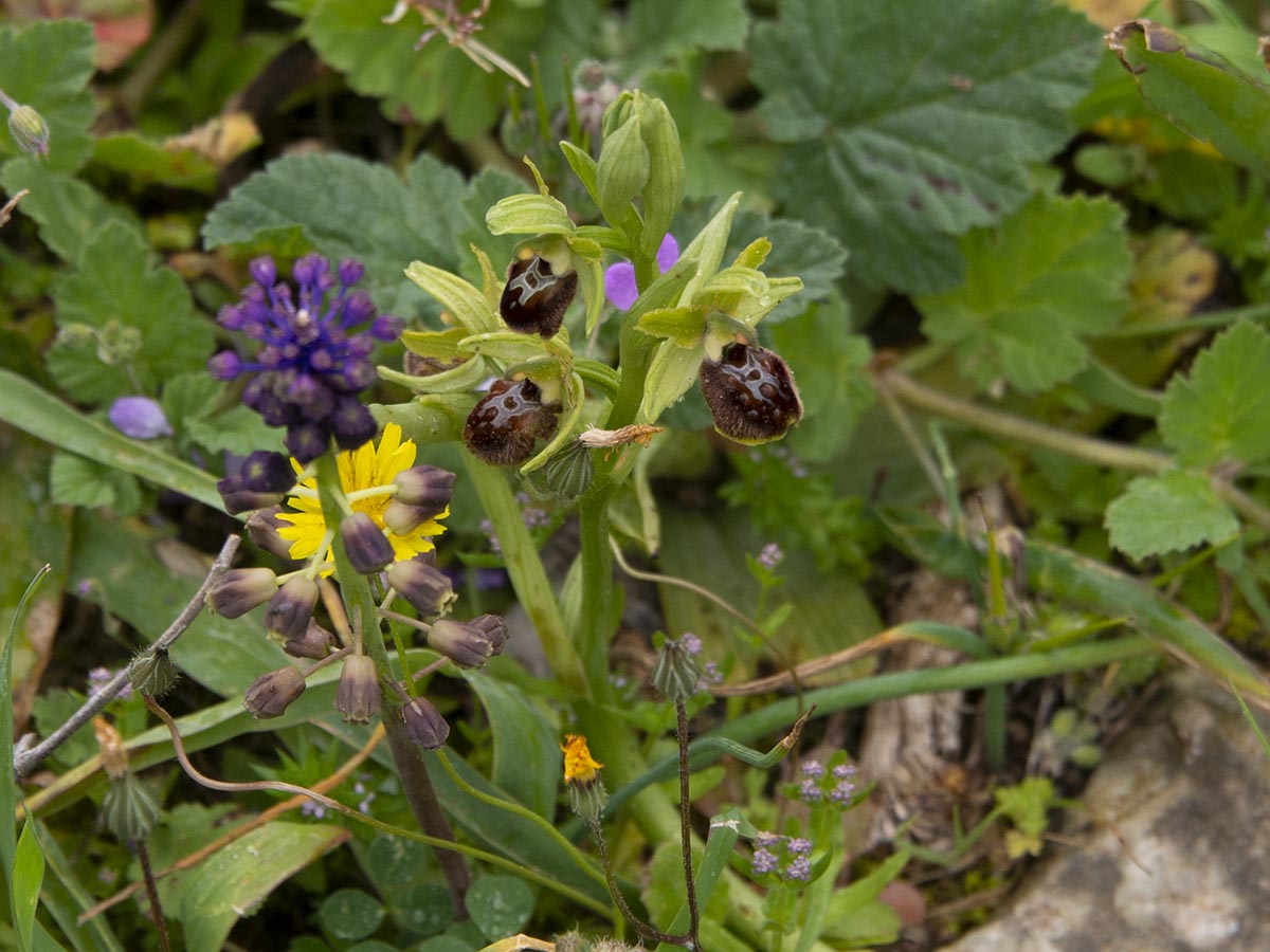 Habitus